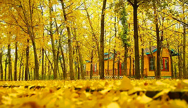 農(nóng)場(chǎng)公社