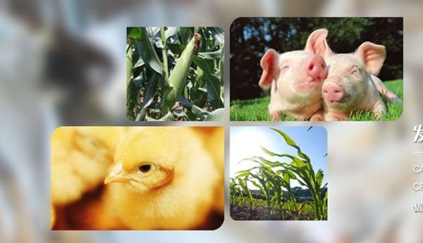 遼寧神舟農(nóng)牧發(fā)展集團(tuán)